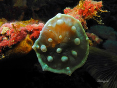 Amplexidiscus fenestrafer