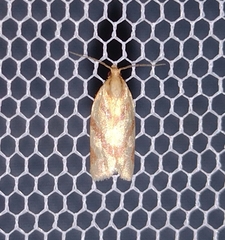Clepsis pallidana