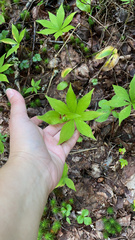 Medeola virginiana