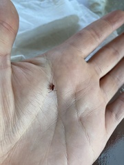 Heteroptera
