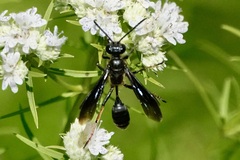 Isodontia auripes