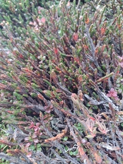 Cassiope tetragona