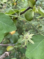 Passiflora lutea