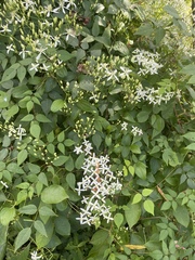 Clematis