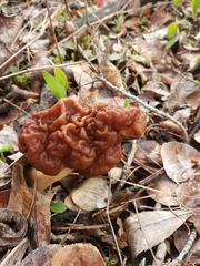 Gyromitra esculenta