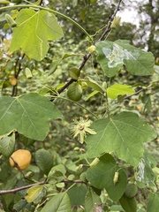 Passiflora lutea