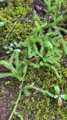 Lycopodium clavatum