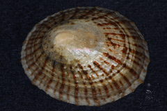 Cellana radians
