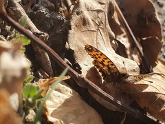 Boloria dia
