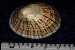 Cellana radians