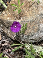 Ipomoea plummerae