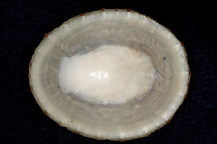 Cellana radians