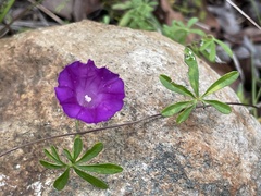 Ipomoea plummerae