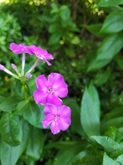 Phlox paniculata