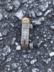 Scarabaeidae