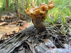 Cantharellus lateritius