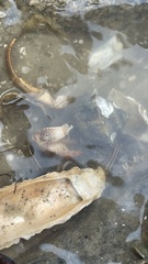 Clibanarius vittatus