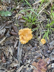 Cantharellus lateritius