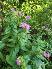 Phlox paniculata