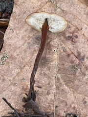 Polyporus