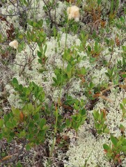 Eriophorum virginicum