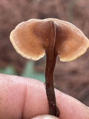 Polyporus