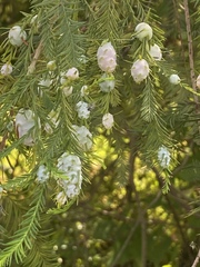 Taxodiomyia cupressiananassa