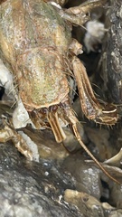 Clibanarius vittatus