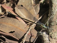 Austroargiolestes icteromelas