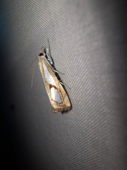 Catoptria pinella
