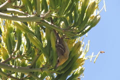 Icterus