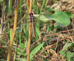Libellula