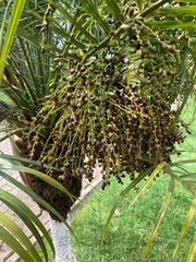 Coryphoideae