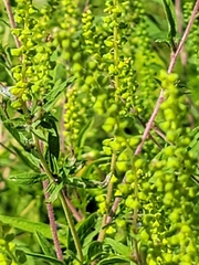 Ambrosia artemisiifolia