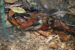 Sporophila