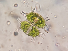 Xanthidium antilopaeum