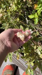 Eriophorum