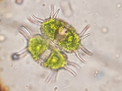 Xanthidium antilopaeum