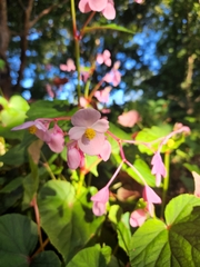 Begonia grandis