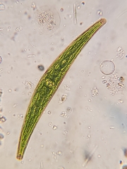 Closterium pseudolunula