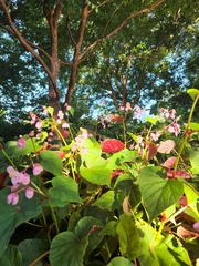 Begonia grandis