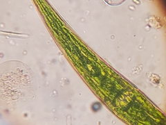 Closterium pseudolunula