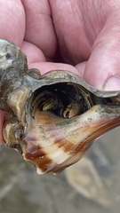 Clibanarius vittatus