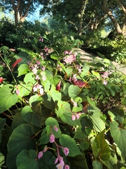 Begonia grandis