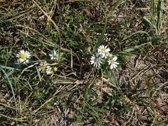 Symphyotrichum ericoides