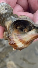 Clibanarius vittatus