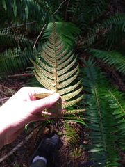 Polystichum munitum