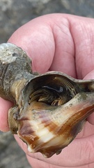 Clibanarius vittatus