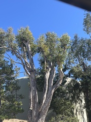 Eucalyptus cladocalyx