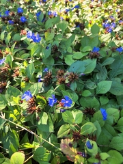 Ceratostigma